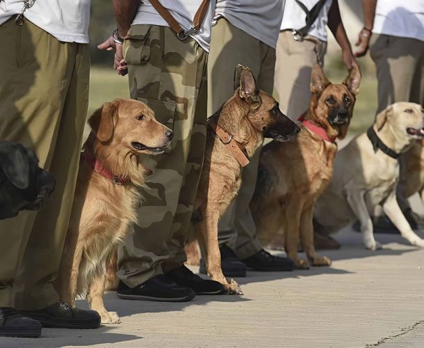 k9 dog squad training