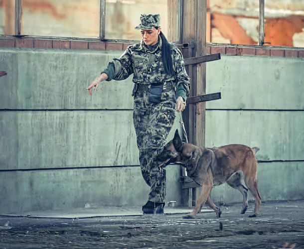 Obedience & Manners Courses