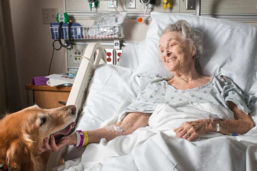 Therapy dog training and certification